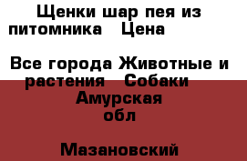 Щенки шар-пея из питомника › Цена ­ 15 000 - Все города Животные и растения » Собаки   . Амурская обл.,Мазановский р-н